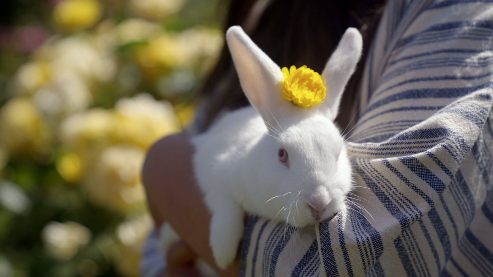 A Journey to Our California Garden