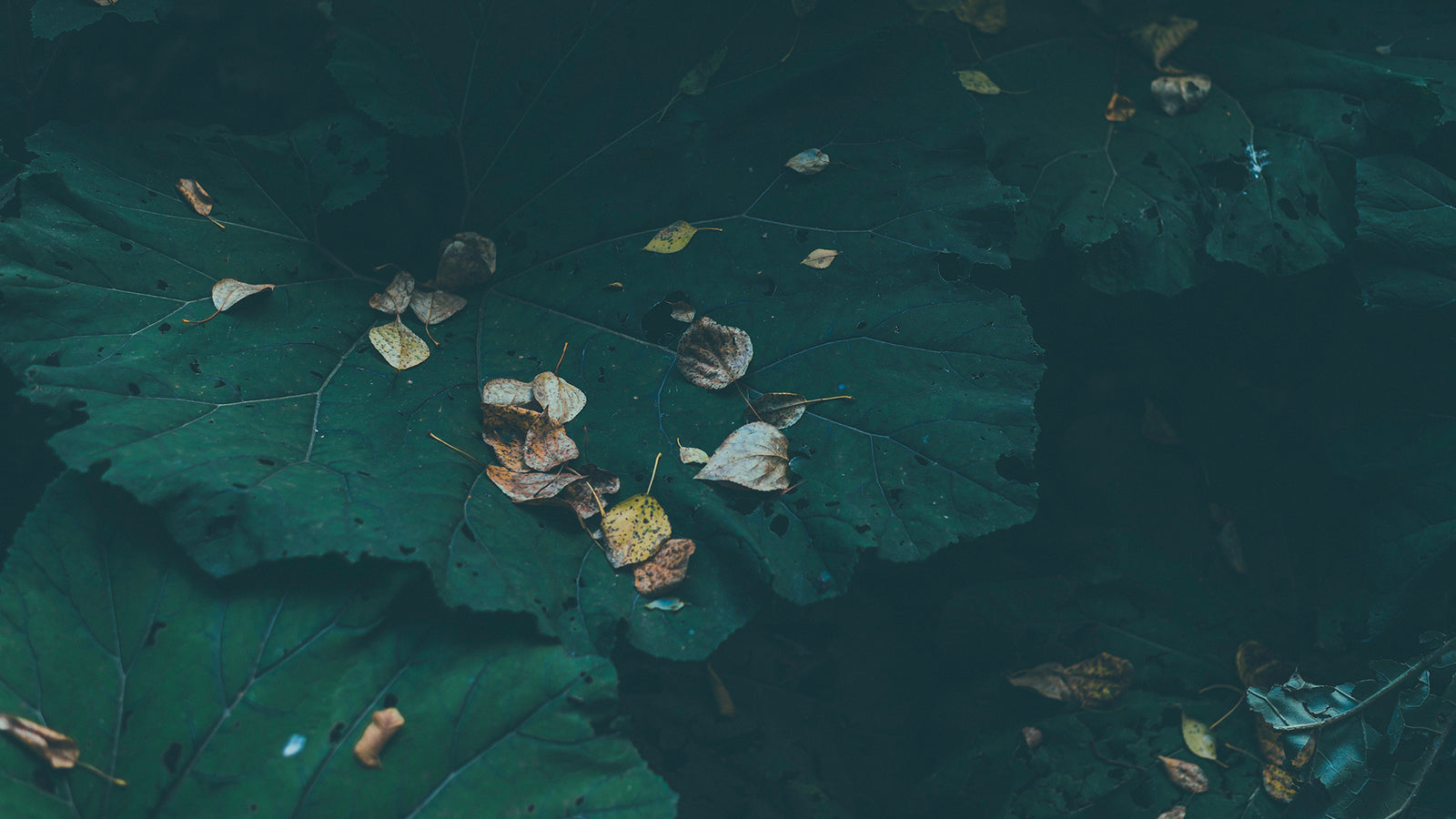 Burdock For Skin
