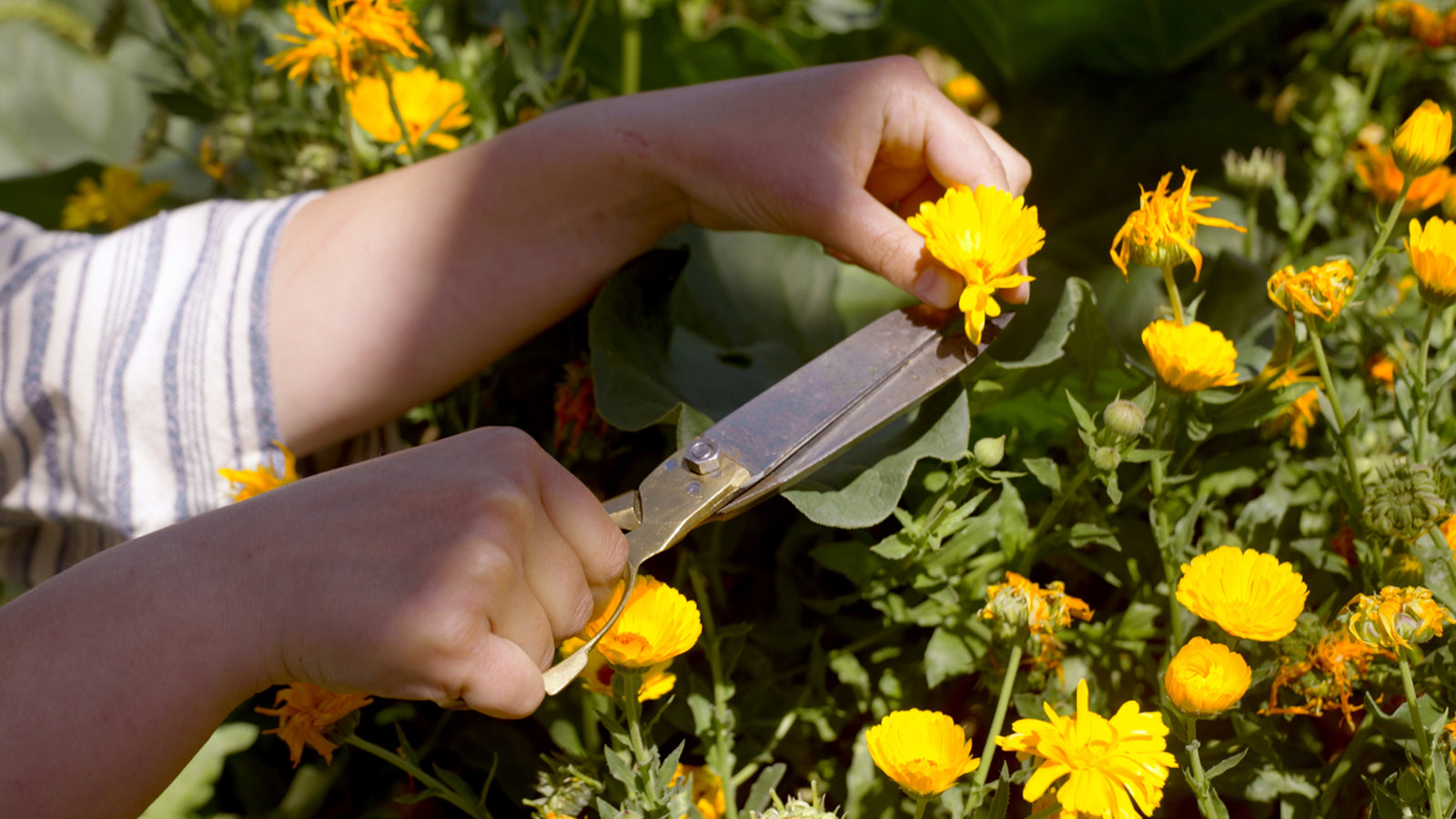 The Plant World's Super Soothers