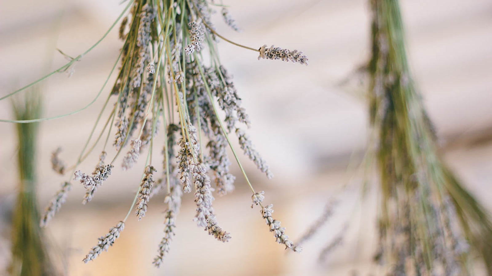 Harvesting Lavender