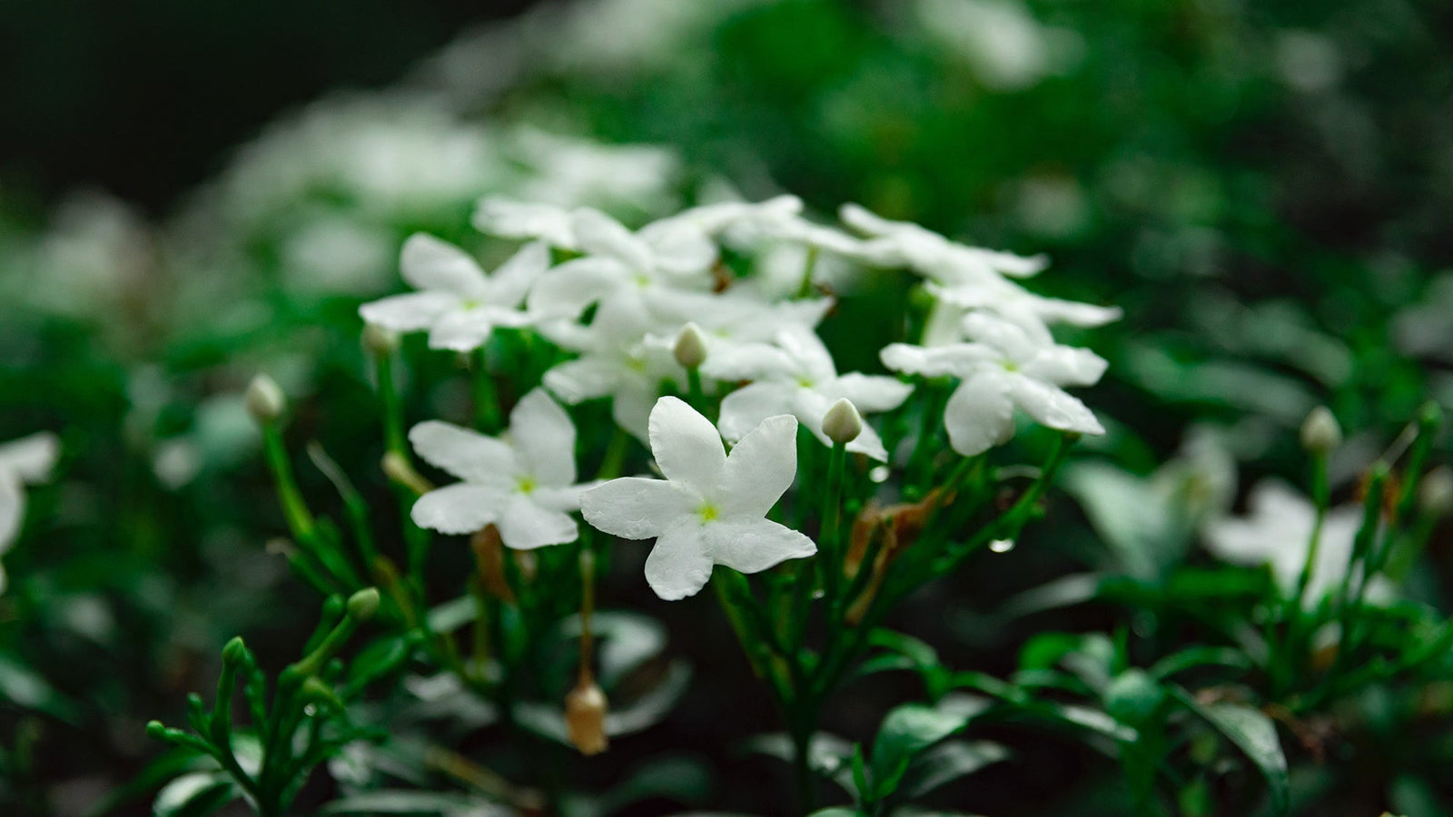 Jasmine, I'm Yours