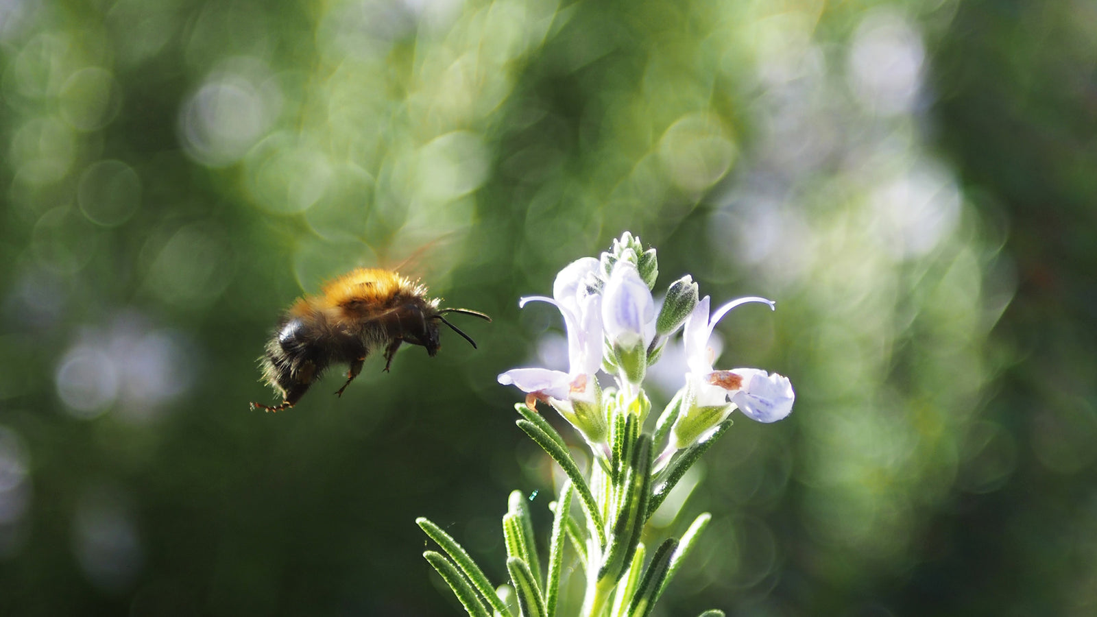 Rosemary: Health Supporting Herb