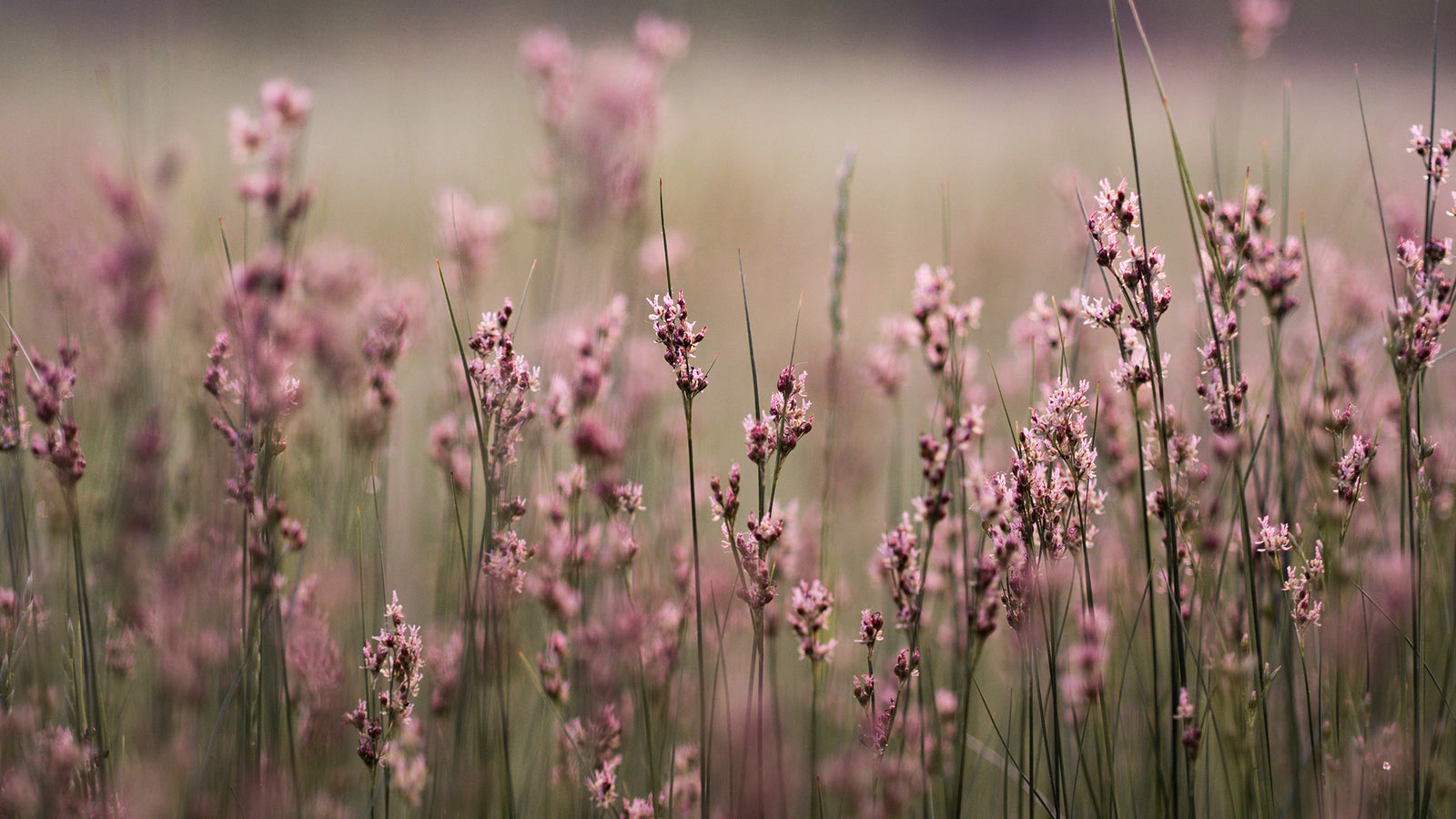 Weeds As Food And Medicine